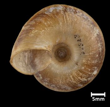 Media type: image;   Malacology 73589 Aspect: basal